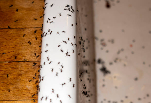 Best Best Pest Control Companies  in Pinewood, FL