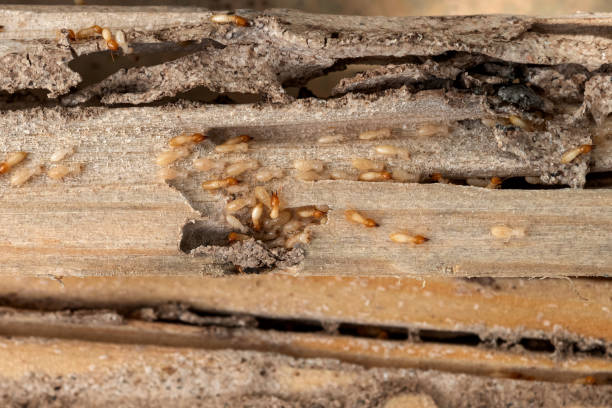 Best Exterminator Services  in Pinewood, FL
