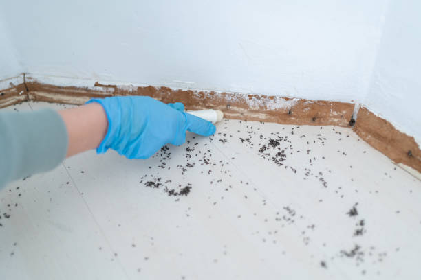 Professional Pest Control in Pinewood, FL